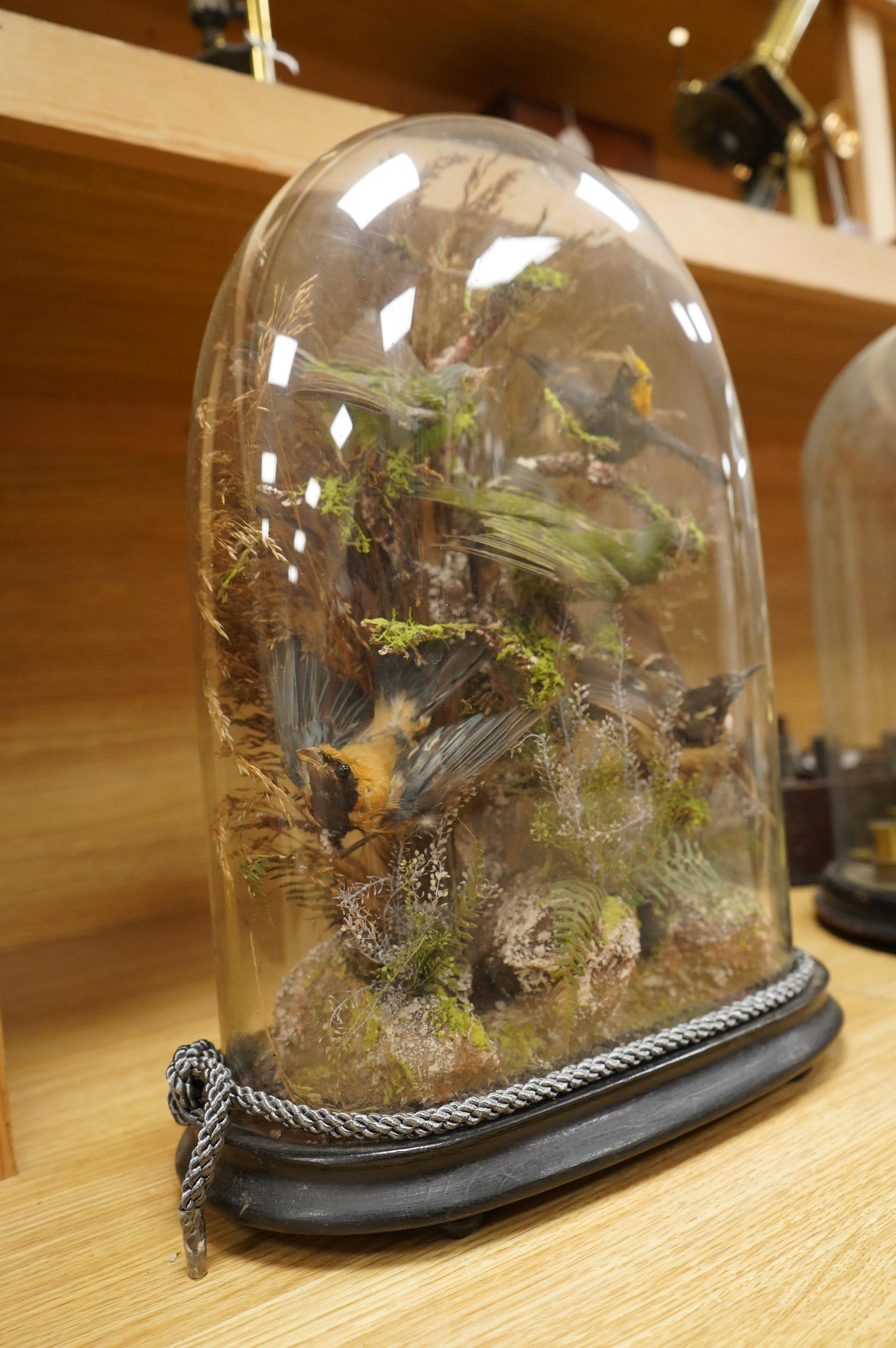 A Victorian taxidermy display of exotic birds including a golden crested myna bird, etc., contained under a glass dome with ebonised base, 40cm high
